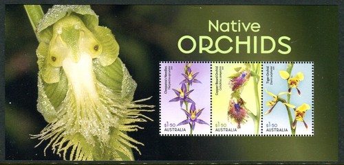 2025 native orchids - native,
