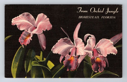 Homestead florida orchid - fl-florida,,